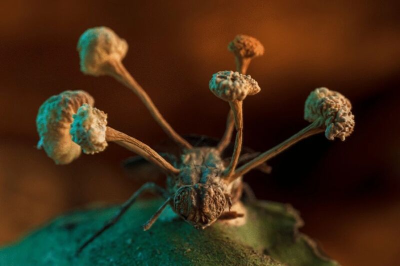 Una mosca esclavizada como “zombie” por hongos: estas son las mejores fotos según revista científica
