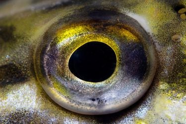 Leer los ojos de los peces: el pionero trabajo de científico para la sustentabilidad de la industria pesquera