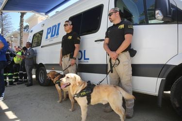 Brigada de Adiestramiento Canino de la PDI ha detectado más de 710 kilos de droga a nivel nacional