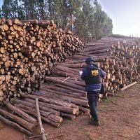 Detienen a cuatro personas investigadas por robo de madera en predio de empresa forestal en Lumaco