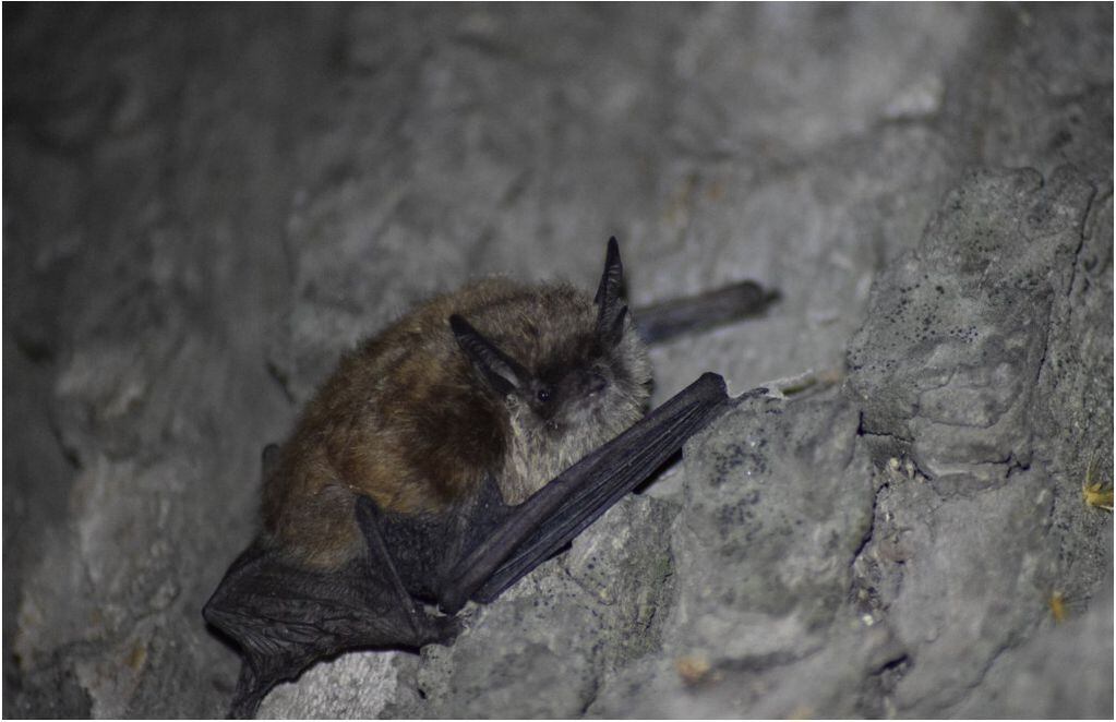 La nueva especie de murciélago orejas de ratón. FOTO: Annia Rodríguez