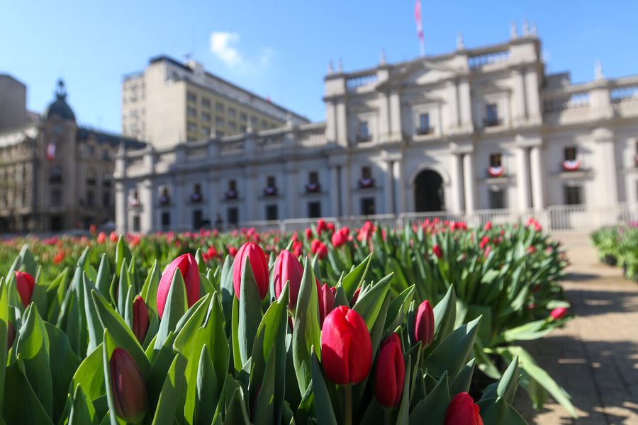 Tulipanes frente al Palacio de La Moneda.