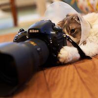 Nikon ofrecerá clases online gratuitas de fotografía durante todo abril
