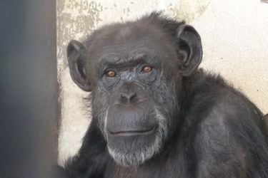 chimpance-cecilia