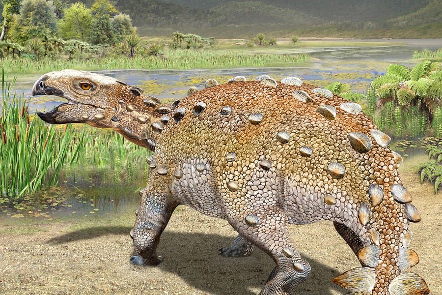 Científicos chilenos descubren nueva especie de dinosaurio con una extraña  cola armada: lo bautizaron Stegouros elengassen, hallazgo publicado en la  revista Nature - La Tercera
