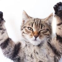 Mix-Feeding: la clave para entregar una dieta balanceada a tu gato