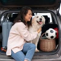 ¿Cómo evitar multas al viajar con mascotas en el auto?