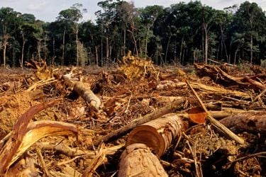 Desmantelan talas ilegales en la Amazonía