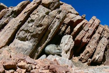 Atacama: SMA formula cargos graves a minera sudafricana por deficiente relocalización y muerte de chinchillas en construcción de yacimiento de oro y plata