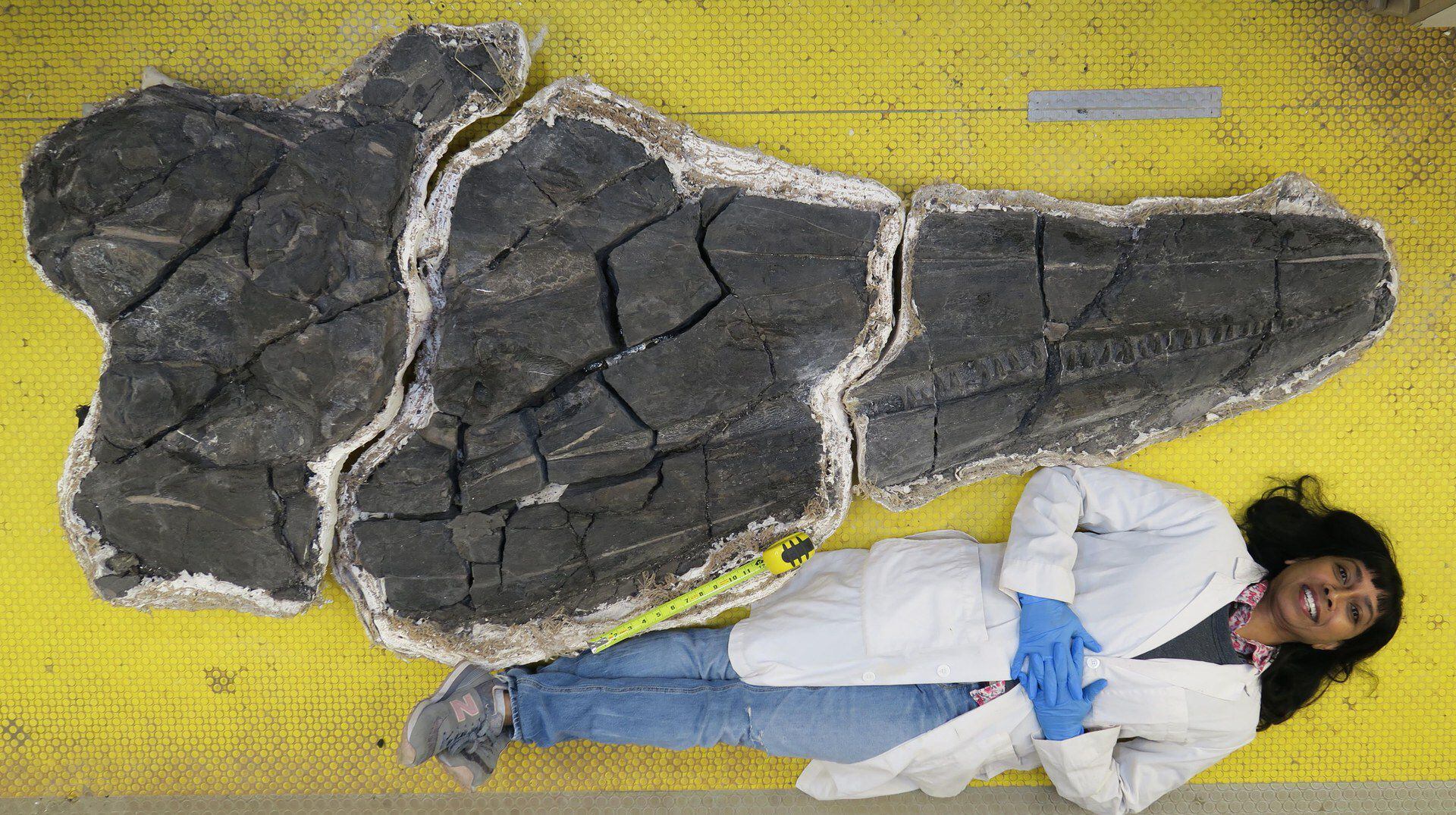 “Proporciones épicas”: Con un cráneo de dos metros, así era la primera criatura gigante que habitó la Tierra
