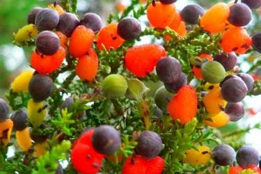 Este “Árbol Frankenstein” puede producir hasta 40 frutos diferentes