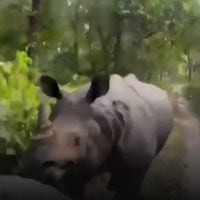 El escalofriante momento que vivió un grupo de turistas al ser perseguidos por un rinoceronte
