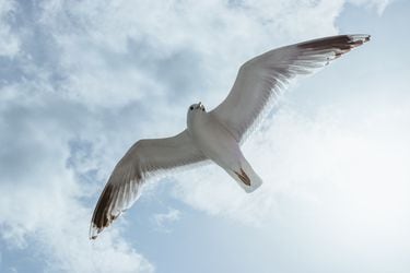Una científica logra que pájaros muertos vuelvan a volar