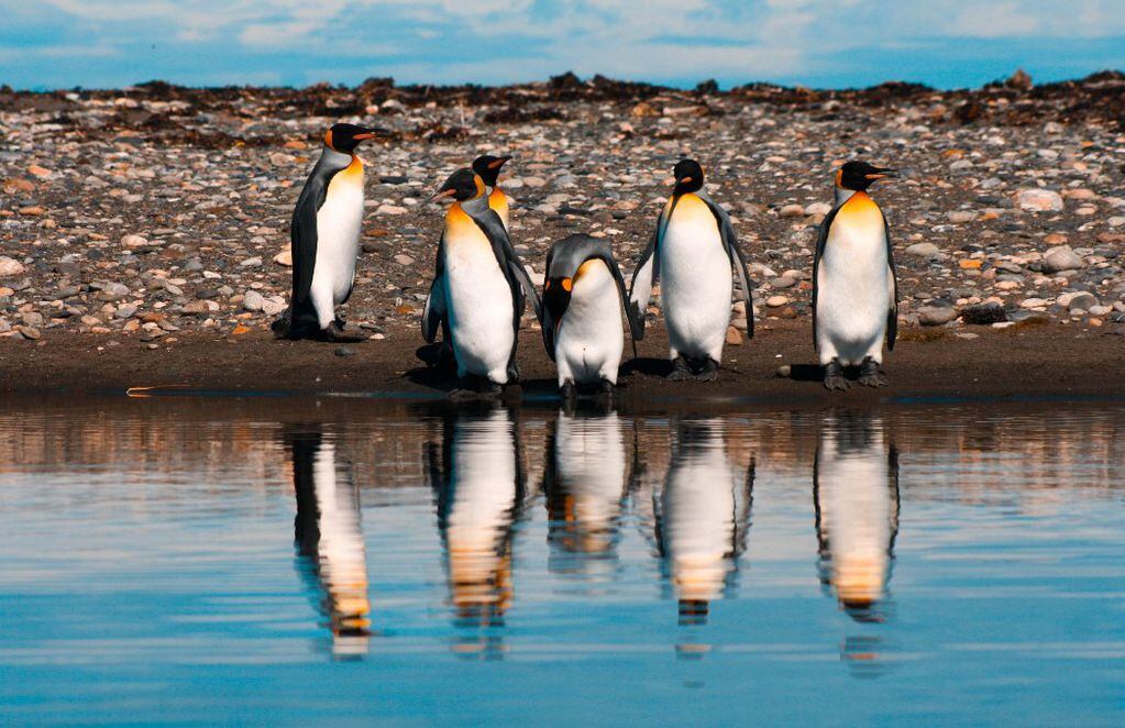 Pingüinos rey en la bahía. FOTO: Aurora Fernández