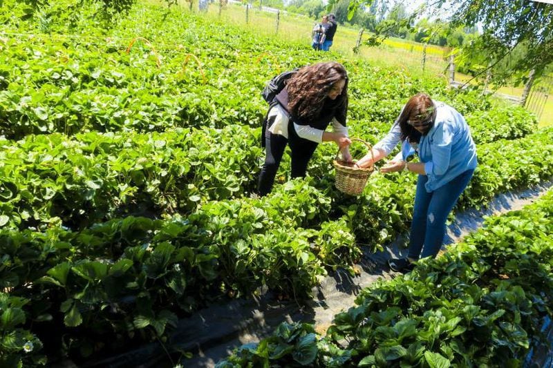"Del huerto a la casa", la autocosecha de fruta florece en el sur de Chile