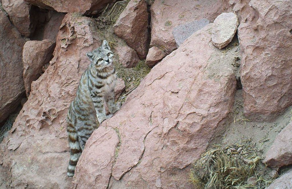 Gato andino se mueve con destreza por los roquedales. FOTO: AGA