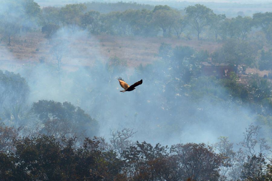 Amazonas