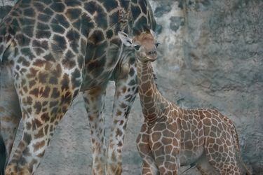 Mide casi 2 metros de alto y pesa 99 kilos: Así es la nueva cría de jirafa que nació en el Zoológico Nacional de Parquemet