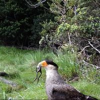 Cámaras trampa en Parque Nacional Puyehue detectan una sorprendente y desconocida fauna 