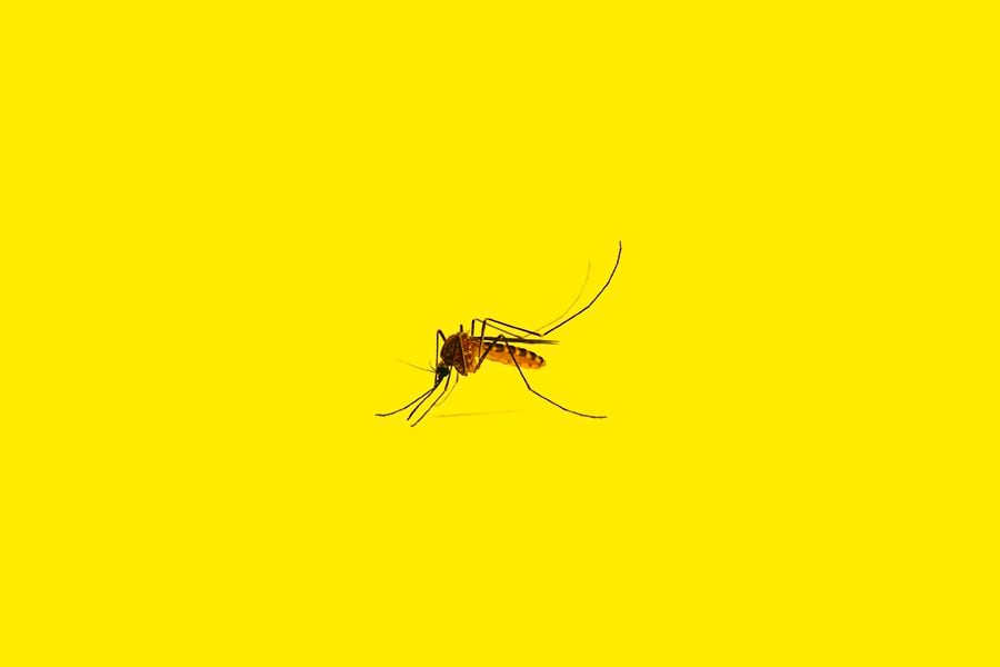 web mosquito