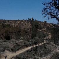 Más de 4 mil hectáreas de bosque nativo fueron consumidas por los incendios en Valparaíso