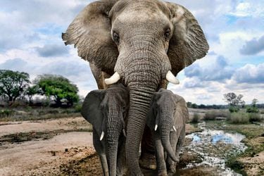 Adolescente de 17 años desarrolló un software para prevenir la caza furtiva de elefantes