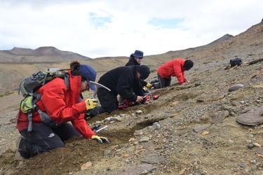 Encuentran restos fósiles de dos extraños dinosaurios en el sur de Chile