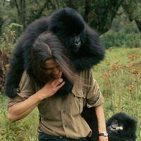 NatGeo estrena la miniserie "Dian Fossey: Muerte en la niebla" sobre la famosa experta en primates