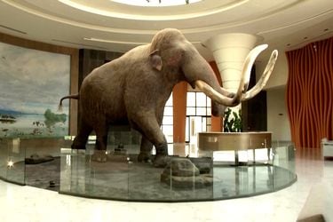 Museo en México prepara inédita exhibición de mamuts