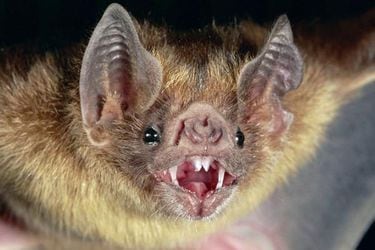 Científicos revelan trucos del murciélago "vampiro" para alimentarse de sangre
