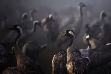 Los científicos temen que este brote masivo de gripe aviar pueda ser otra mortal pandemia en 2022