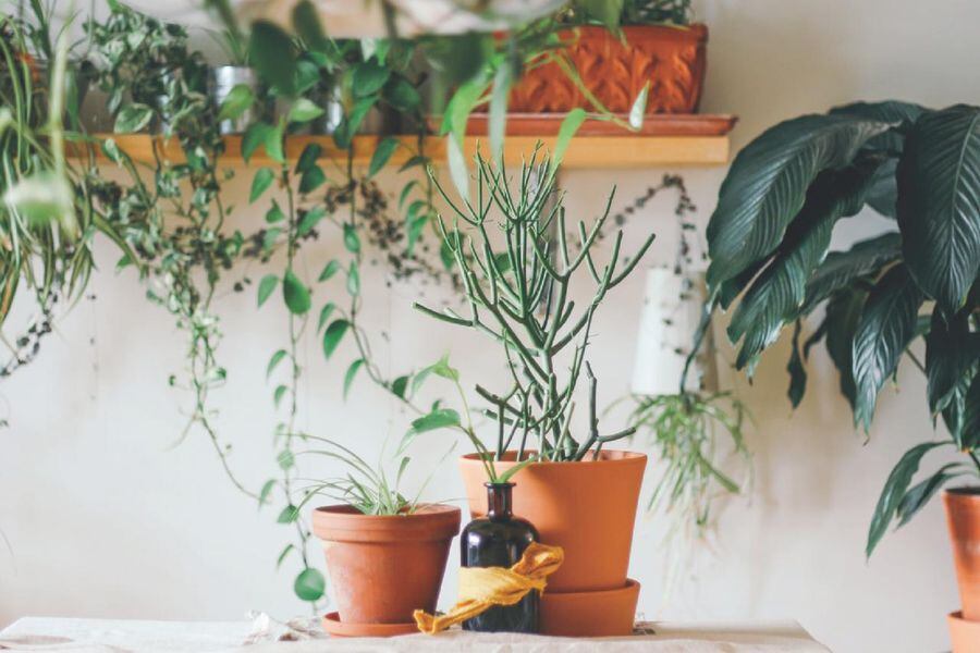 Jardines en otono