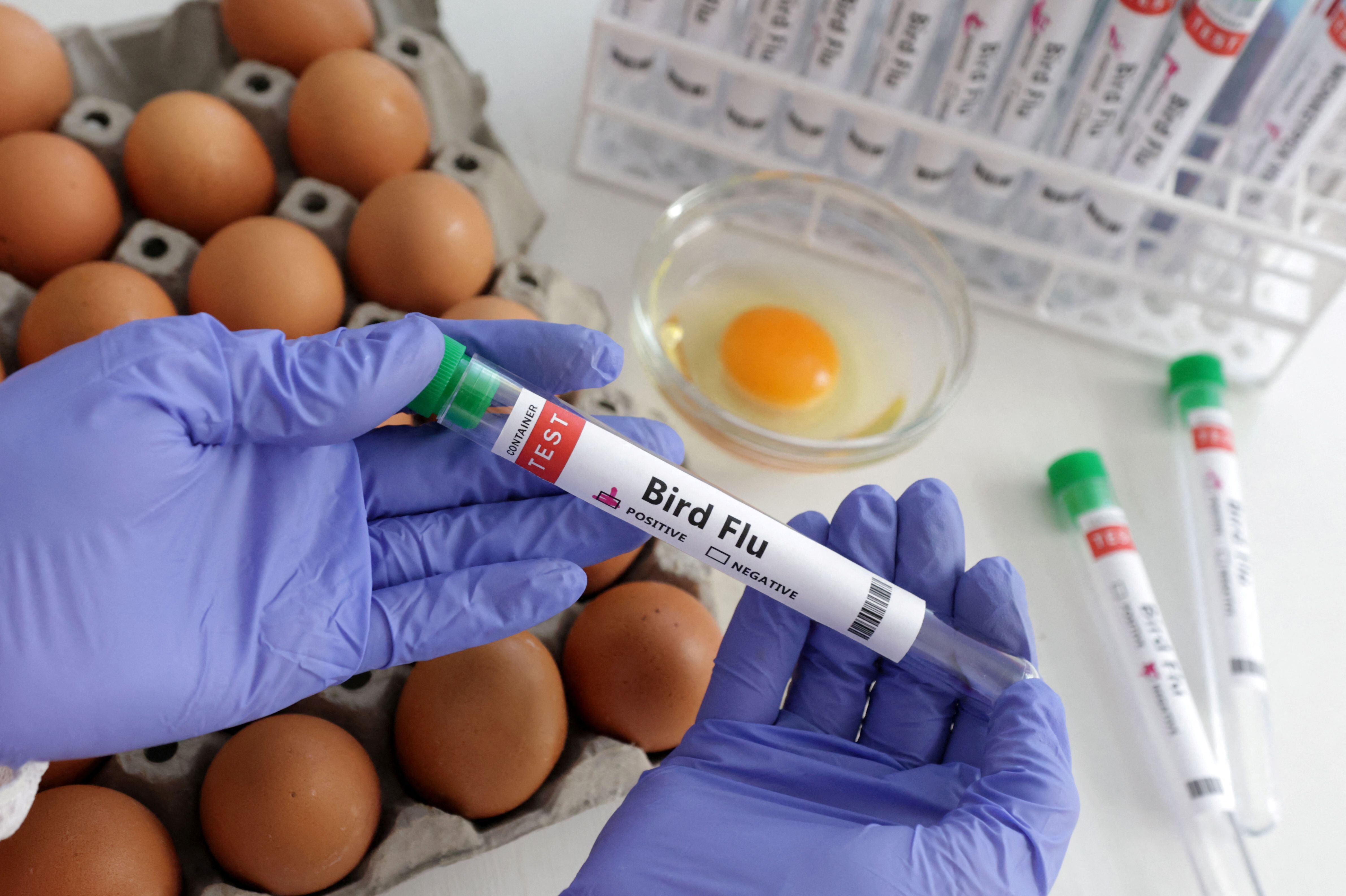 Gripe aviar en Chile: ¿Cómo se transmite? ¿Es mortal? ¿Cuáles son sus síntomas?