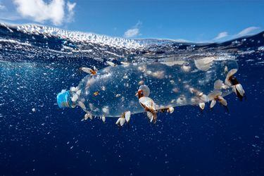 Los inversionistas estiman que los océanos serán una de las inversiones más relevantes de aquí a 2030. Foto: © Justin Hofman / Greenpeace