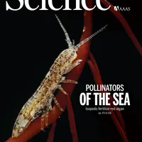 “Abre un montón de preguntas”: crucial estudio hecho en Chile sobre reproducción marina es portada en Science