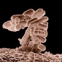 “Es una locura”: científicos descubren una nueva clase de vida parecida a los virus en nuestros intestinos