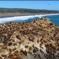 Marejadas intensas son responsables de varazones masivas de crías de lobos marinos 
