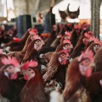 Declaran alerta temprana preventiva en La Araucanía tras detectar casos de influenza aviar de alta patogenicidad en aves de traspatio