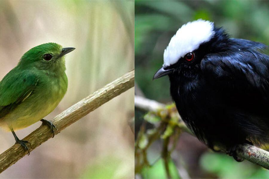 Descubren la primera ave híbrida del Amazonas La Tercera