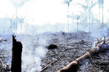 A charred trunk is seen on a tract of Amazon jungle that was recently burned by loggers and farmers (46522647)