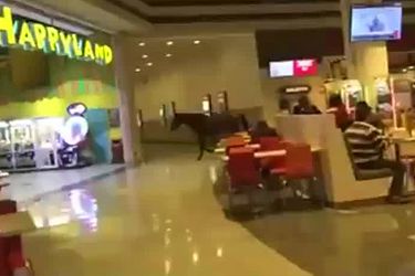 ¡Insólito!: caballo entra a un Happyland de un mall en Coronel