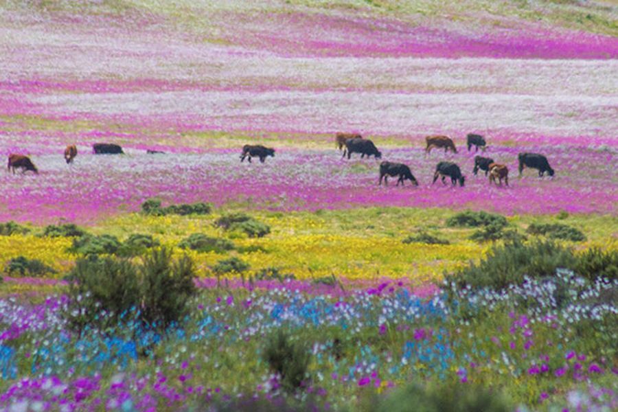Las otras rarezas que muestra el desierto florido La Tercera