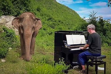 El hombre que lleva siete años tocando el piano para elefantes ciegos