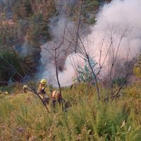 ¿Cómo actuar ante un incendio forestal?: revisa las recomendaciones del Ministerio de Agricultura, Senapred y Conaf