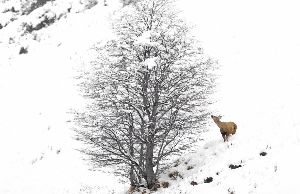 Huemul macho busca comida bajo la nieve. FOTO: Francisco Espíldora