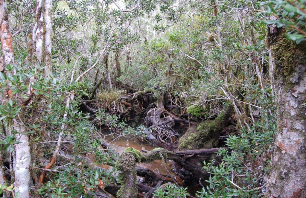 Un ejemplo del hábitat que requiere el huillín en Pitrufquén, en La Araucanía.