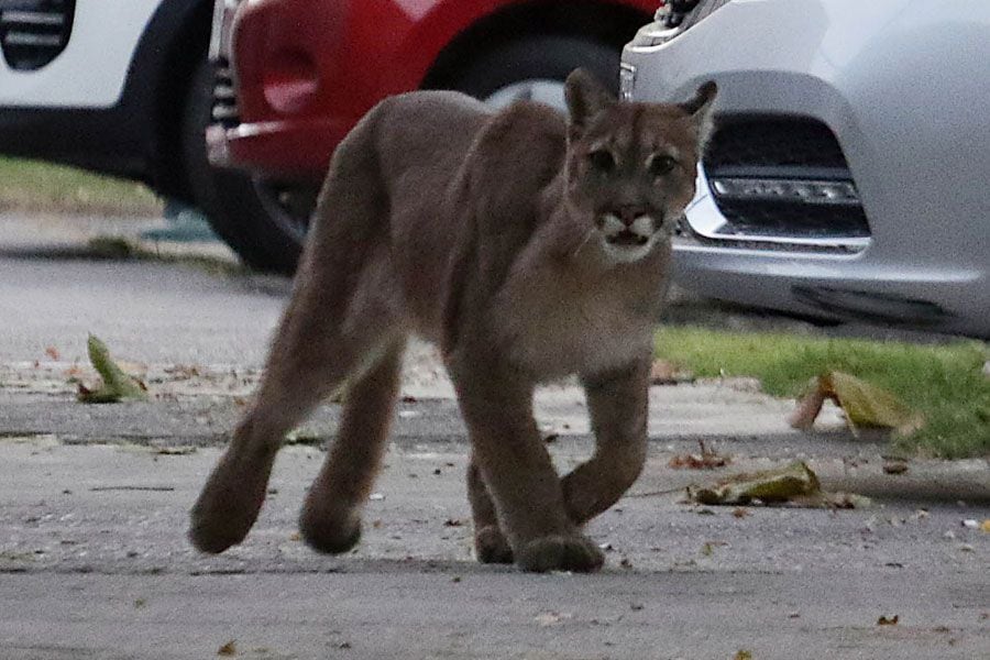 Decenas de Pumas invaden las calles de una localidad Norteamericana
