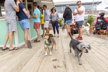 La “Yappy Hour”: bar de Nueva Jersey permite a los perros relajarse con sus dueños 