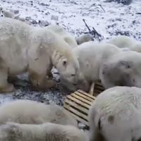 Calentamiento global | Más de 50 osos polares invaden una pequeña localidad rusa