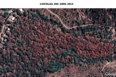 Impactantes imágenes satelitales revelan la rapidez con que se está secando el bosque nativo en la RM